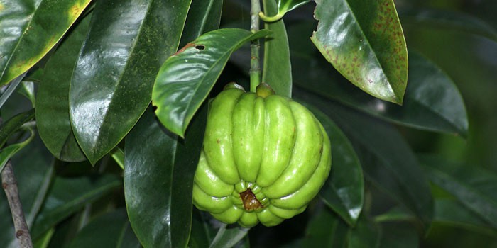 Плод гарцинии камбоджийской на дереве