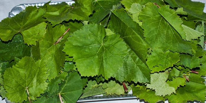 Свежие виноградные листья