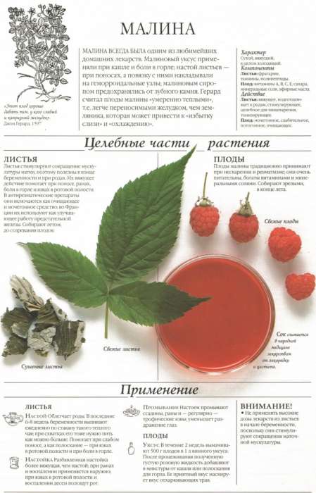 Калорийность малины - всё о правильном питании для здоровья на temakrasota.ru