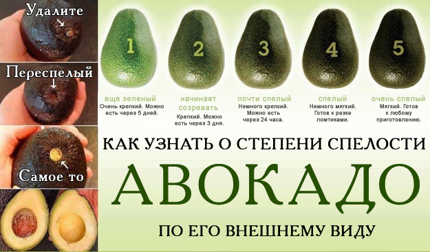 Калорийность авокадо - всё о правильном питании для здоровья на temakrasota.ru
