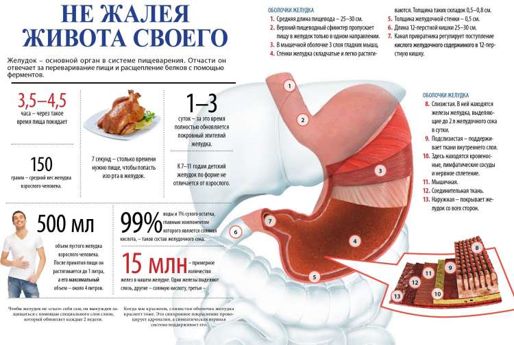 Как уменьшить желудок - всё о правильном питании для здоровья на temakrasota.ru