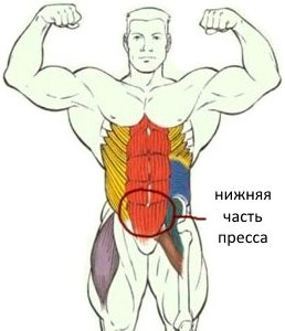 Упражнения на нижний пресс - всё о правильном питании для здоровья на temakrasota.ru
