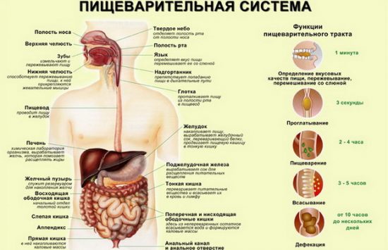 Пищеварение - всё о правильном питании для здоровья на temakrasota.ru