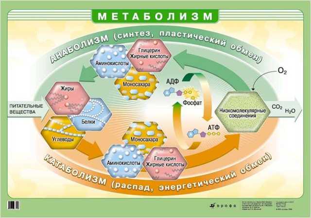 Катаболизм - всё о правильном питании для здоровья на temakrasota.ru