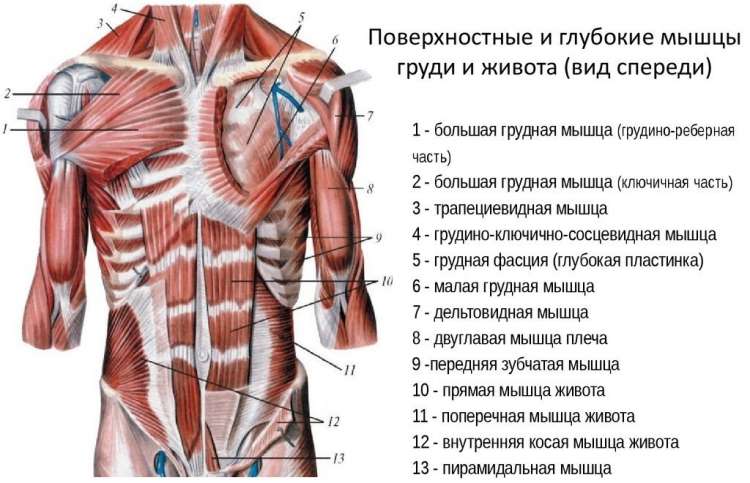 Мышцы пресса - всё о правильном питании для здоровья на temakrasota.ru
