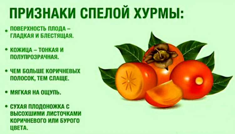 Хурма для похудения - всё о правильном питании для здоровья на temakrasota.ru